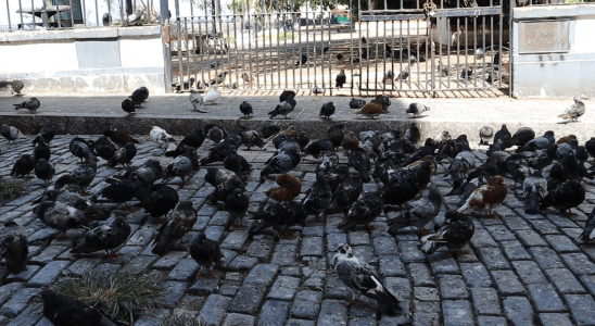 alimentación de las palomas