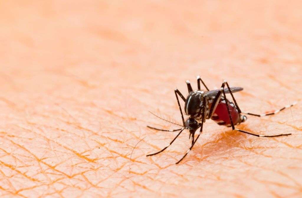 mosquito Aedes vittatus