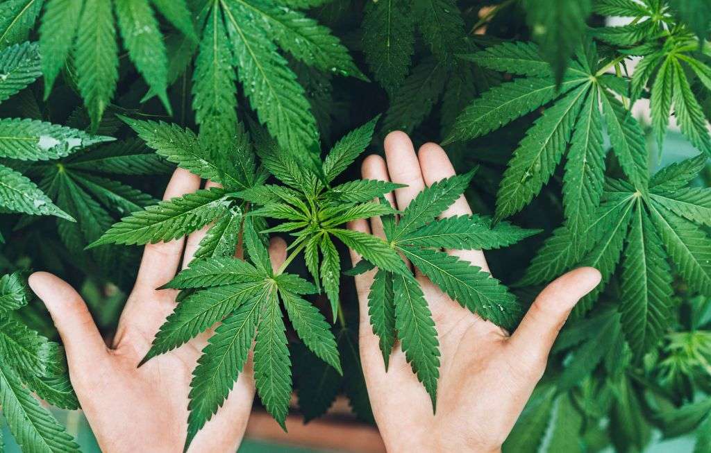 cannabis y el cáñamo